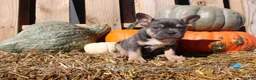 Mixed Breed dogs for sale: Tank  - Ad 9