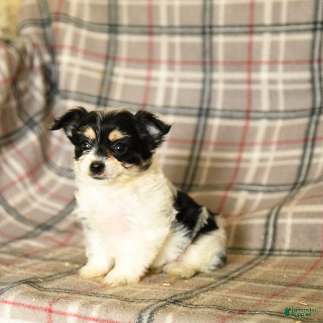 Morkie dogs for sale: Heidi - Ad 9