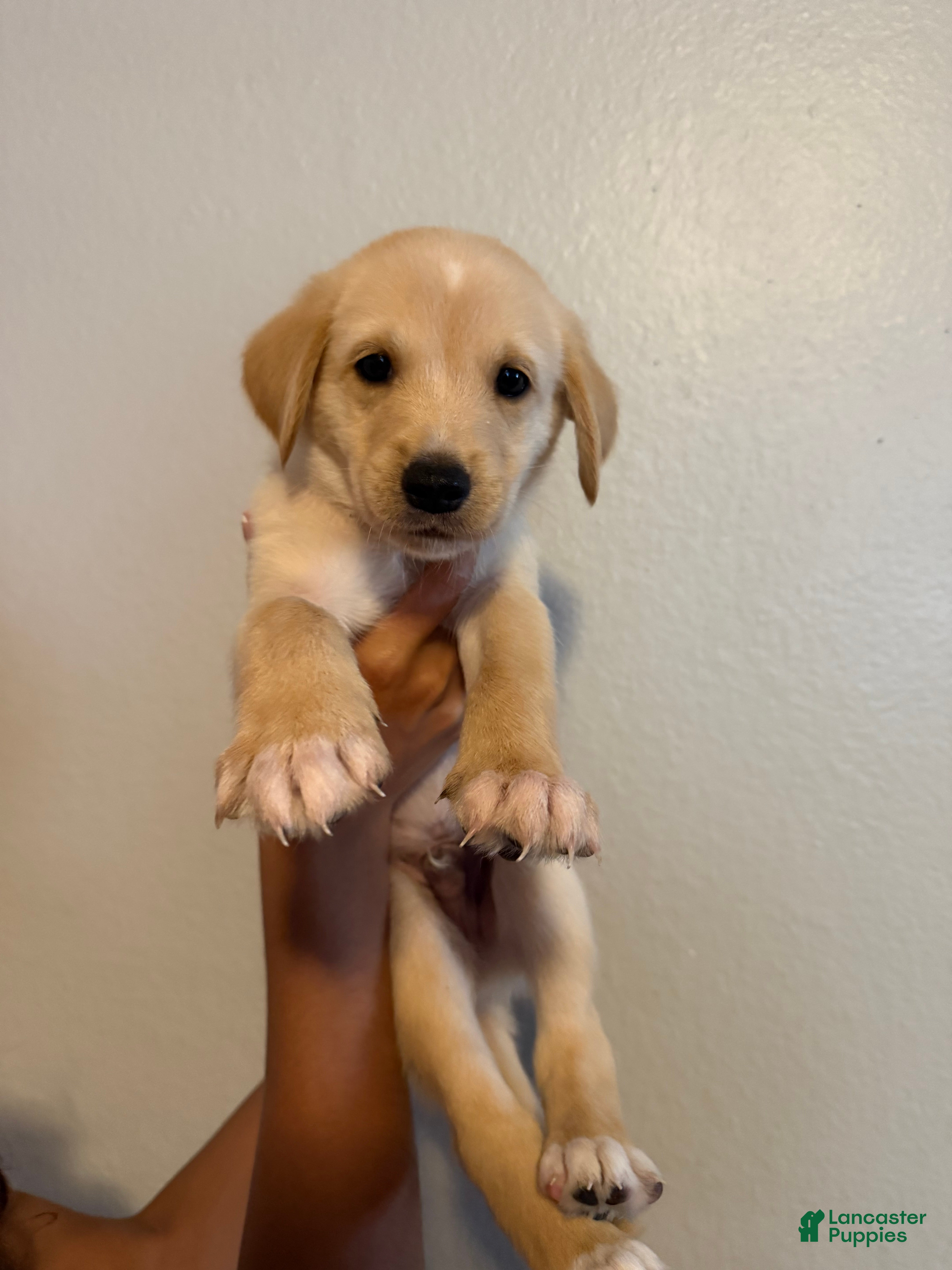 Mixed Breed dogs Lil pup - Ad 30