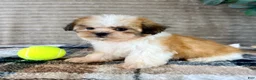 Malshi dogs for sale: Shock - Ad 4