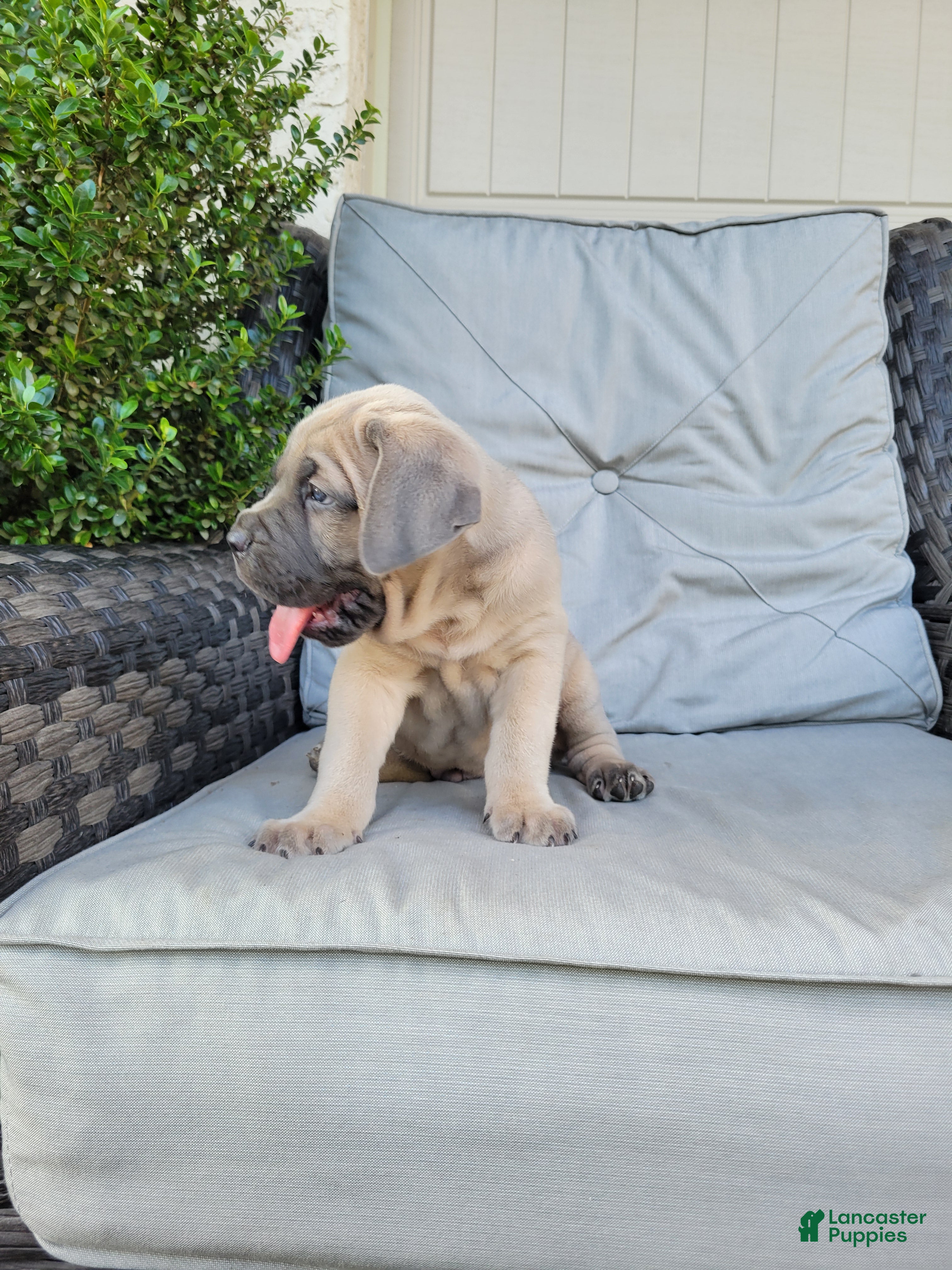Cane Corso dogs Valor - Ad 2