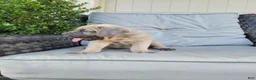 Cane Corso dogs for sale: Valor - Ad 2