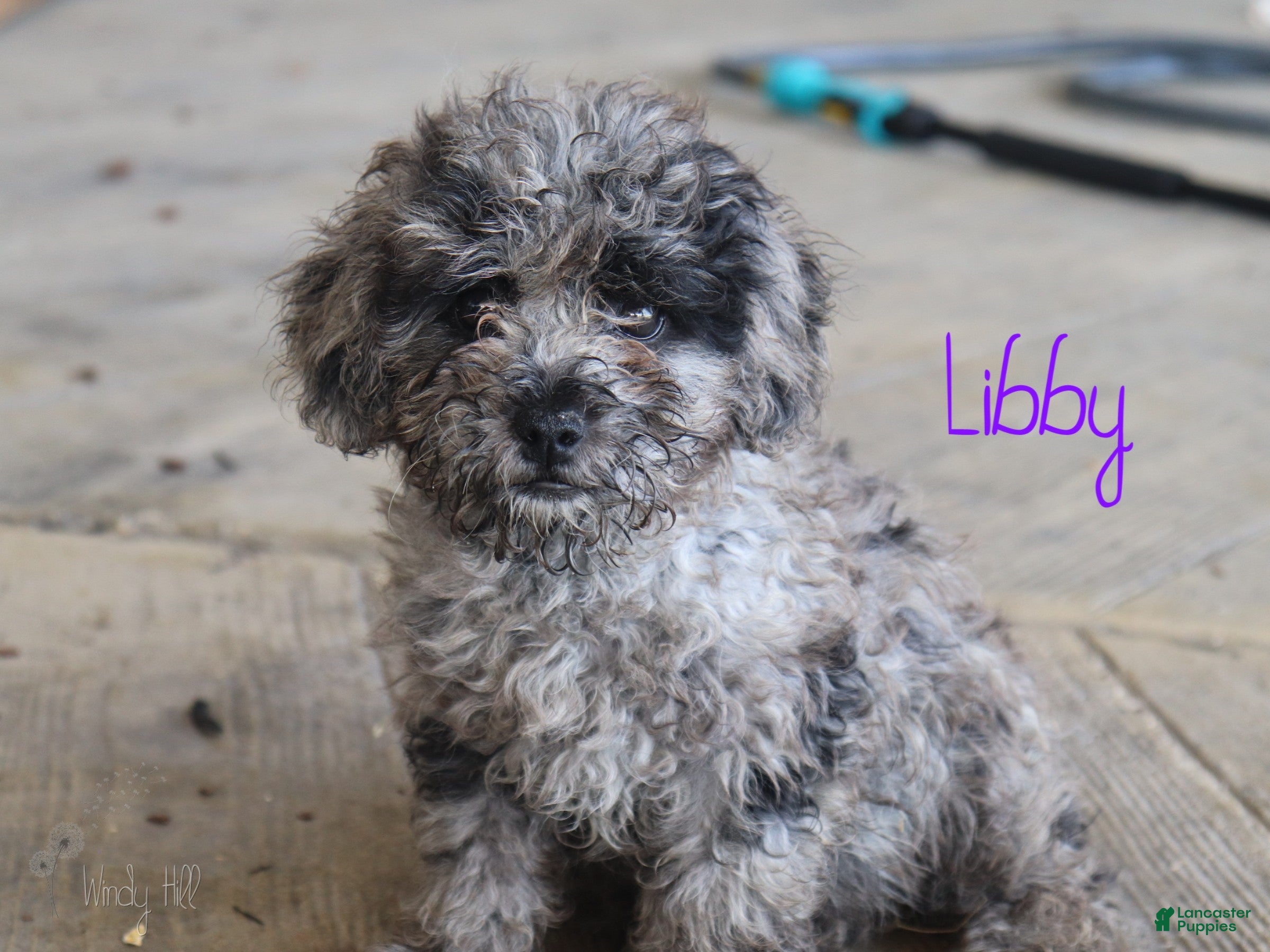 Mixed Breed dogs Libby - Ad 1