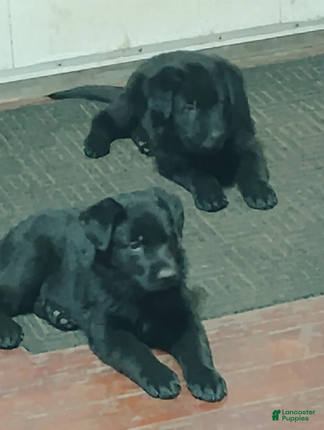 German Shepherd dogs for sale: German Shepherd Puppy 3 - Ad 4