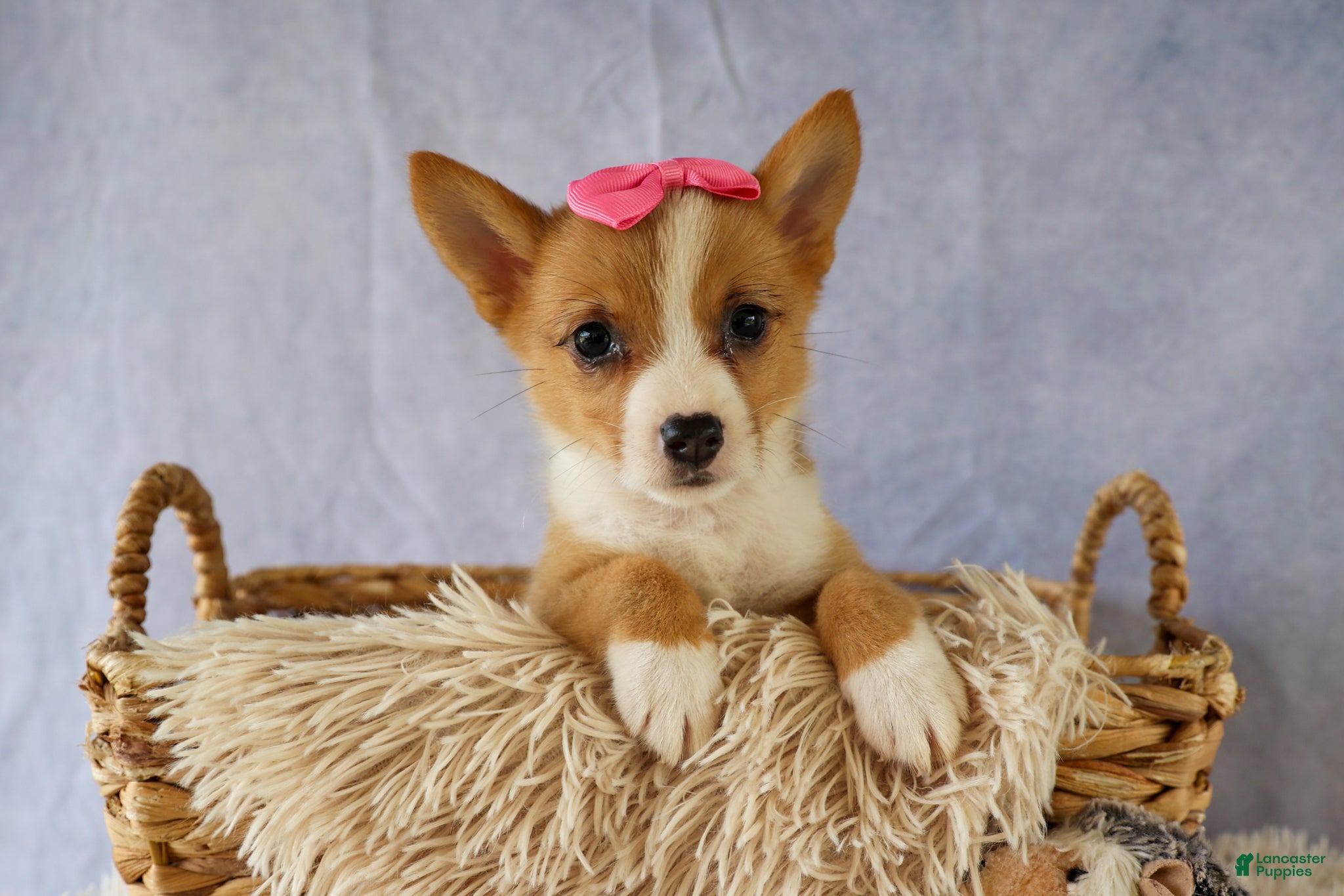 Welsh Corgi Pembroke dogs Yara ❤️ - Ad 2