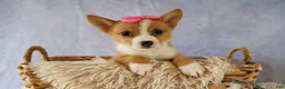 Welsh Corgi Pembroke dogs for sale: Yara ❤️ - Ad 2