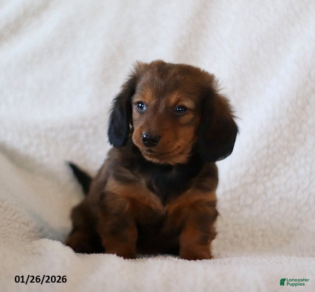 Miniature Dachshund dogs for sale: Whisper - Ad 3