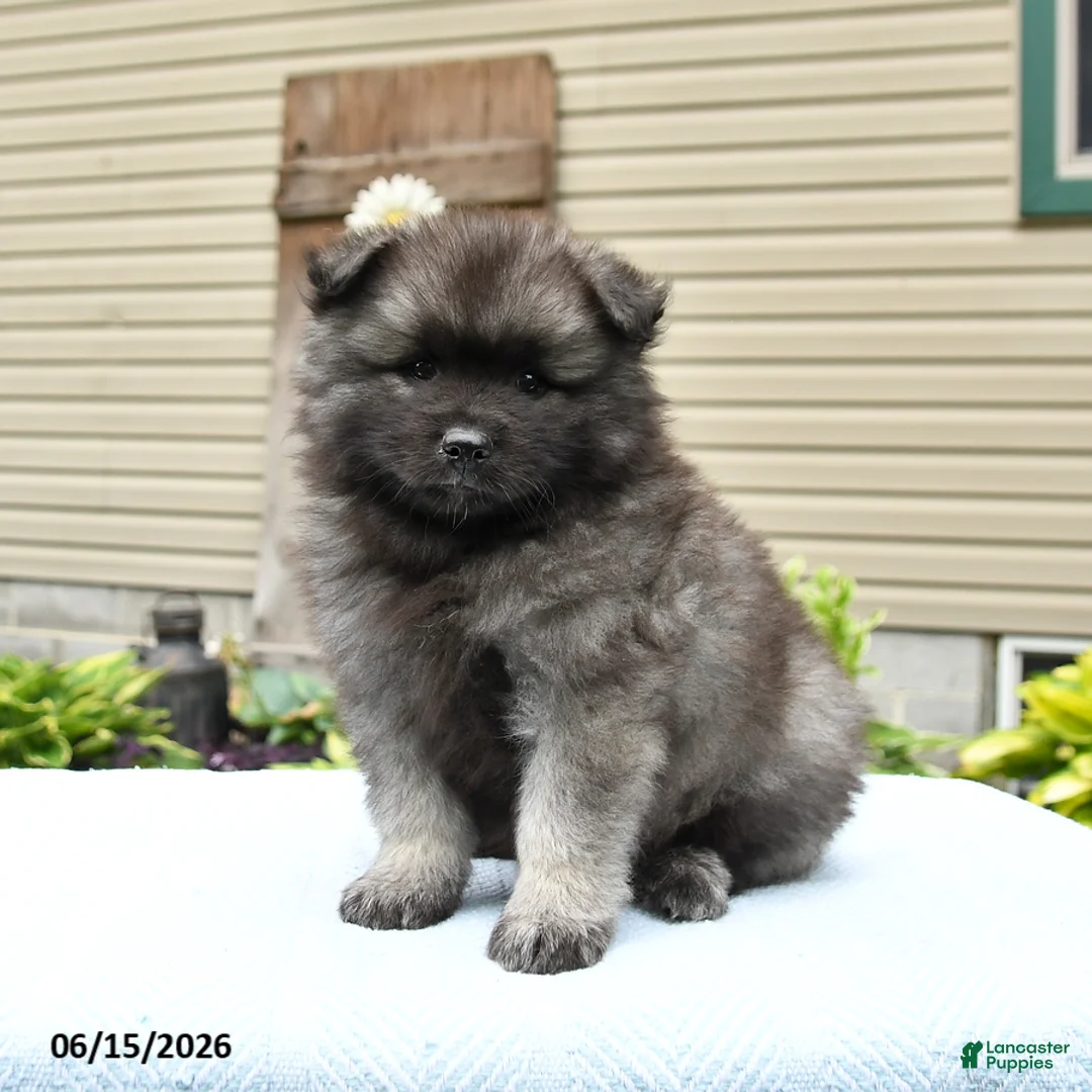 Keeshond dogs for sale: Silver - Ad 5