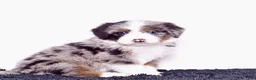 Bernedoodle dogs for sale: Ms. Olivia - Ad 3