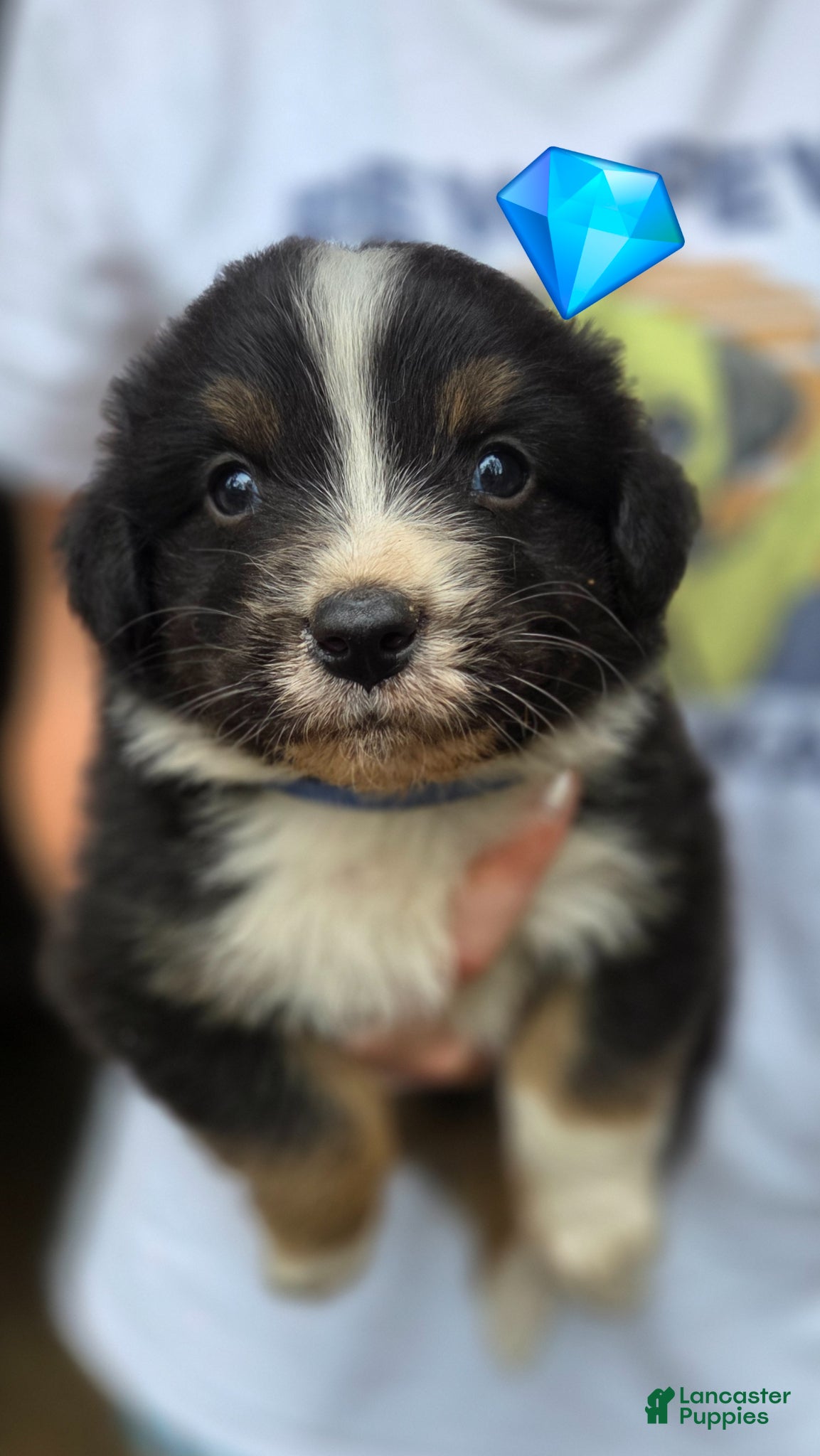 Australian Shepherd dogs Australian Shepherd Puppy 7 - Ad 34