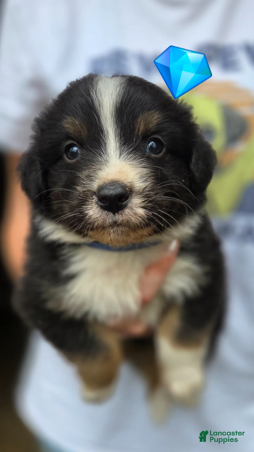 Australian Shepherd dogs for sale: Australian Shepherd Puppy 7 - Ad 1