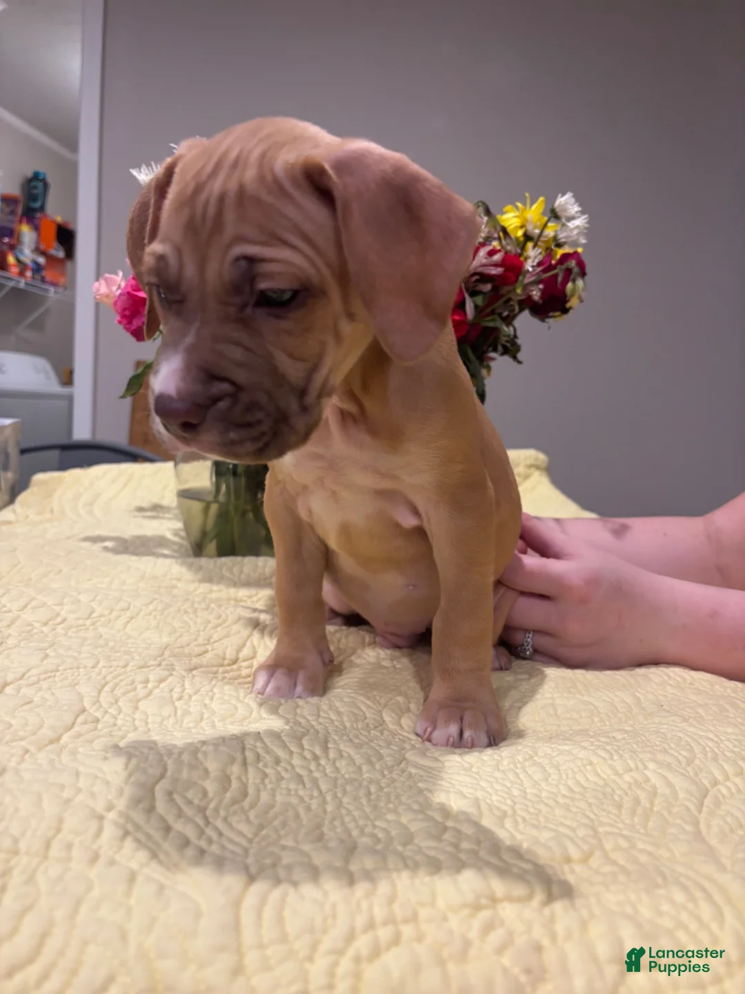 Mixed Breed dogs for sale: Benji - Ad 1