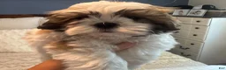 Teddy Bear dogs for sale: Stew  - Ad 5