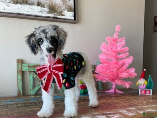 Miniature Poodle dogs Akc Blue Merle Parti 🧬 Clear Charlie - Ad 3