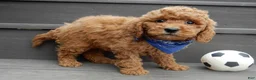 Mini Goldendoodle dogs for sale: Kole - Ad 3