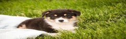 Welsh Corgi Pembroke dogs for sale: Zane - Ad 3