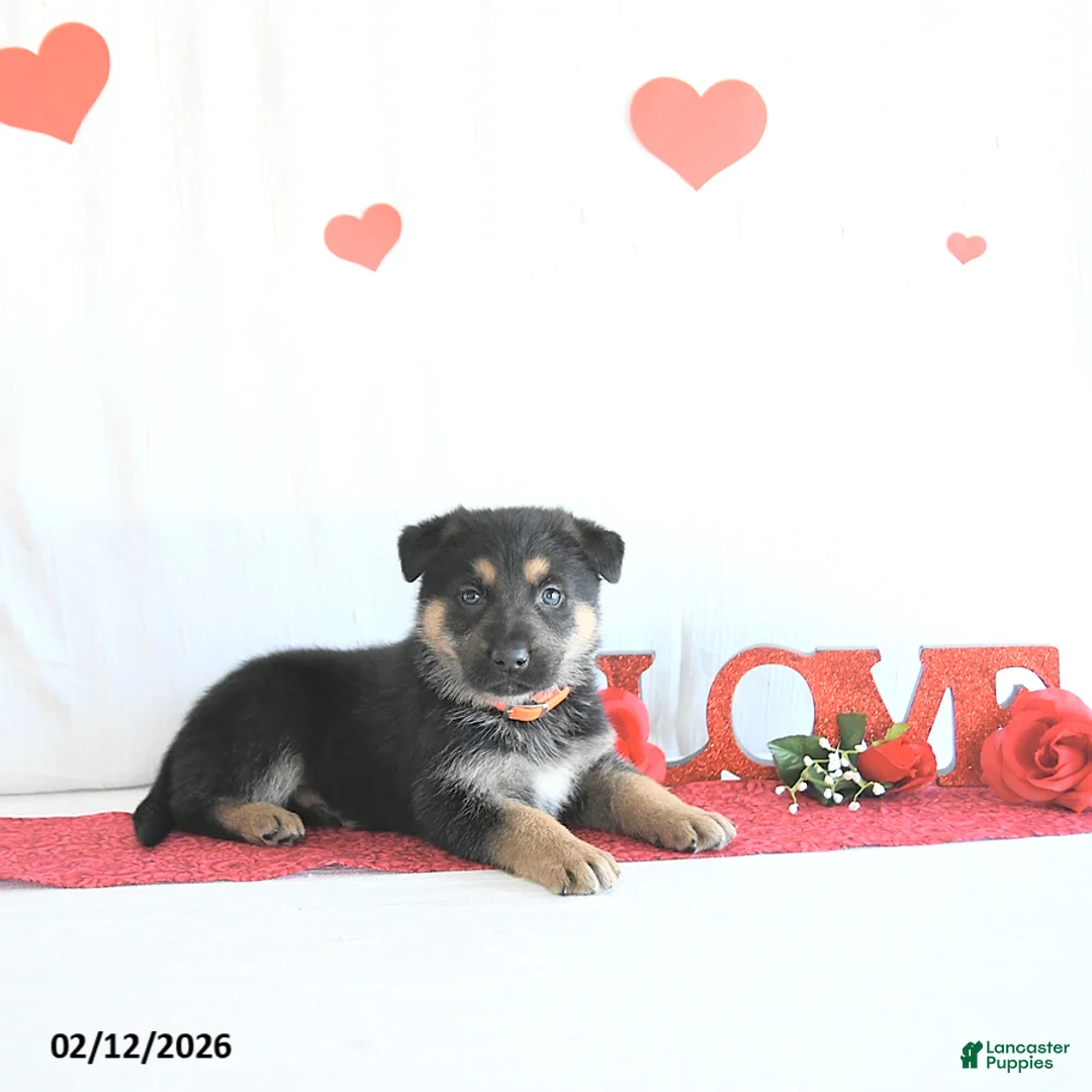 German Shepherd dogs for sale: Skylor - Ad 1