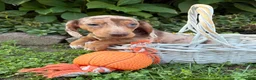 Dachshund dogs for sale: Finn - Ad 4