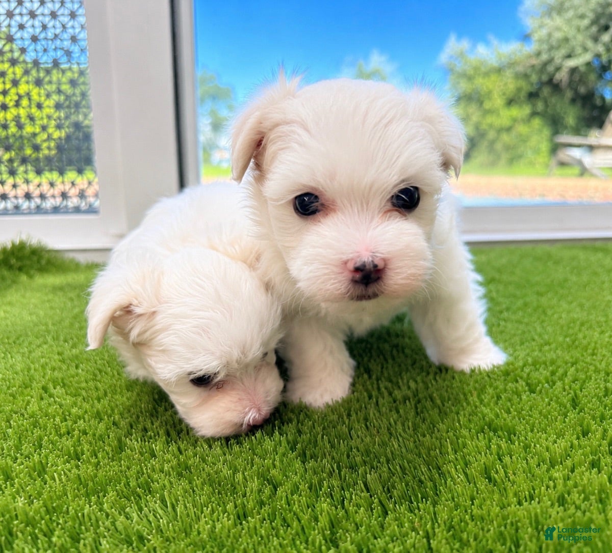 Maltese dogs Maltese 3 - Ad 21