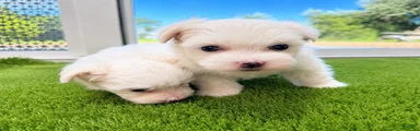 Maltese 3