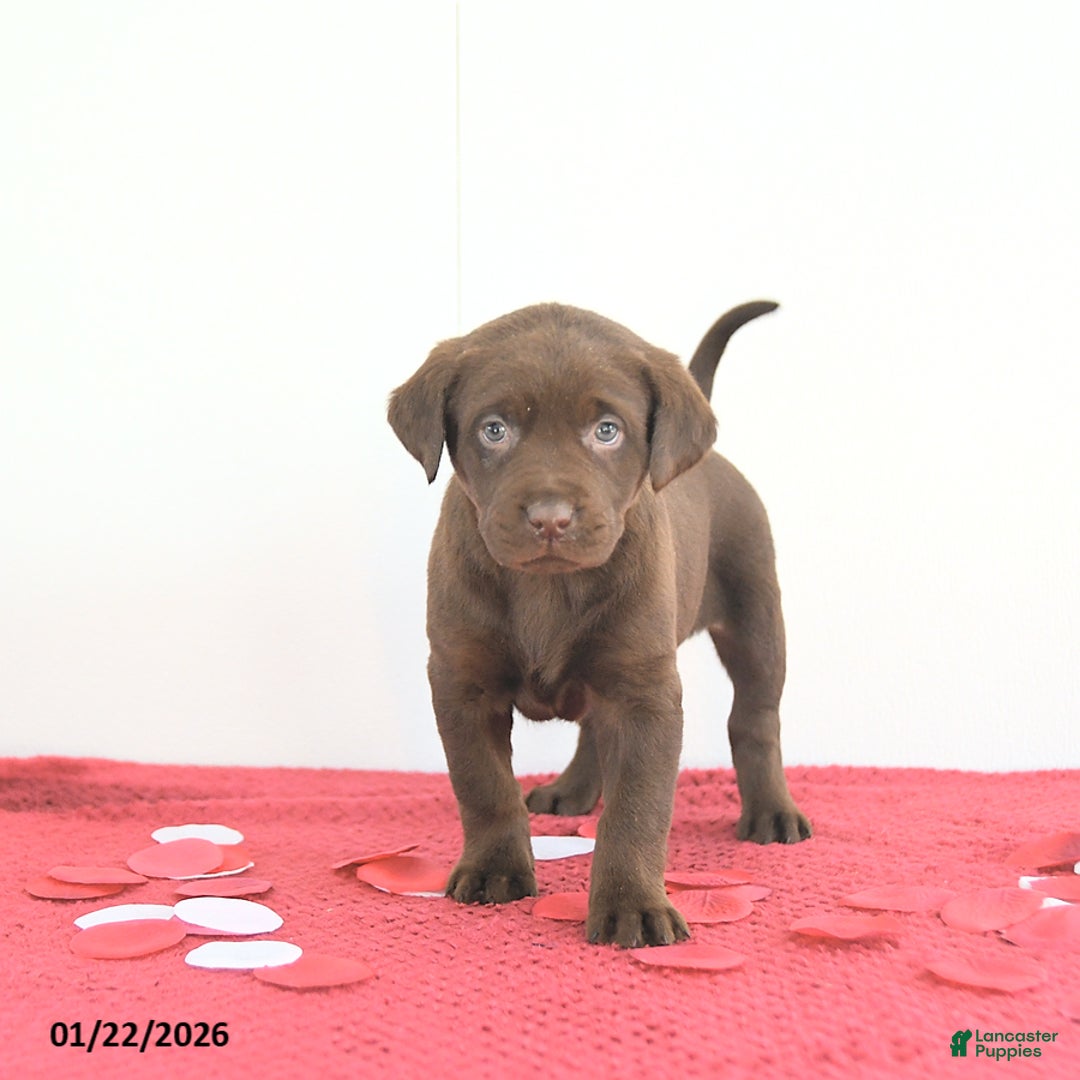 Labrador Retriever dogs for sale: Aurora - Ad 1