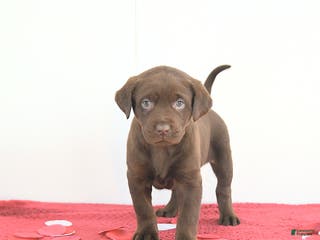 Labrador Retriever dogs Aurora - Ad 9
