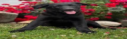Sheprador dogs for sale: Cassey - Ad 2
