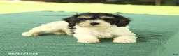 Cavapoo dogs for sale: Max - Ad 3