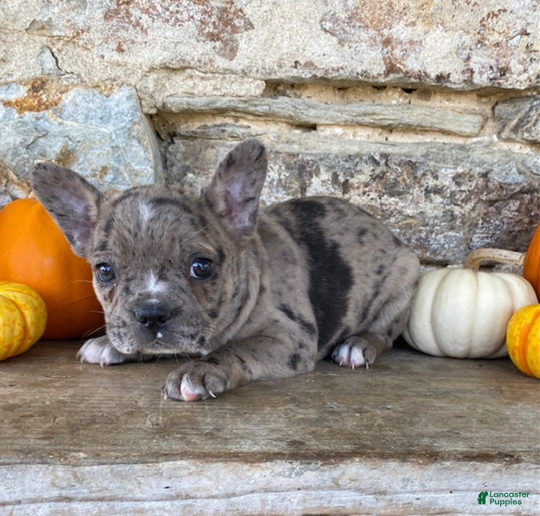 Frenchton dogs for sale: Gypsy - Ad 5