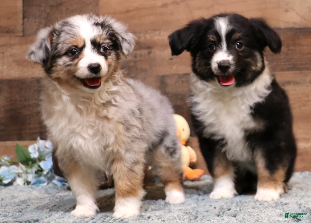 Toy Australian Shepherd dogs for sale: Toy Australian Shepherd Puppy 1 - Ad 2
