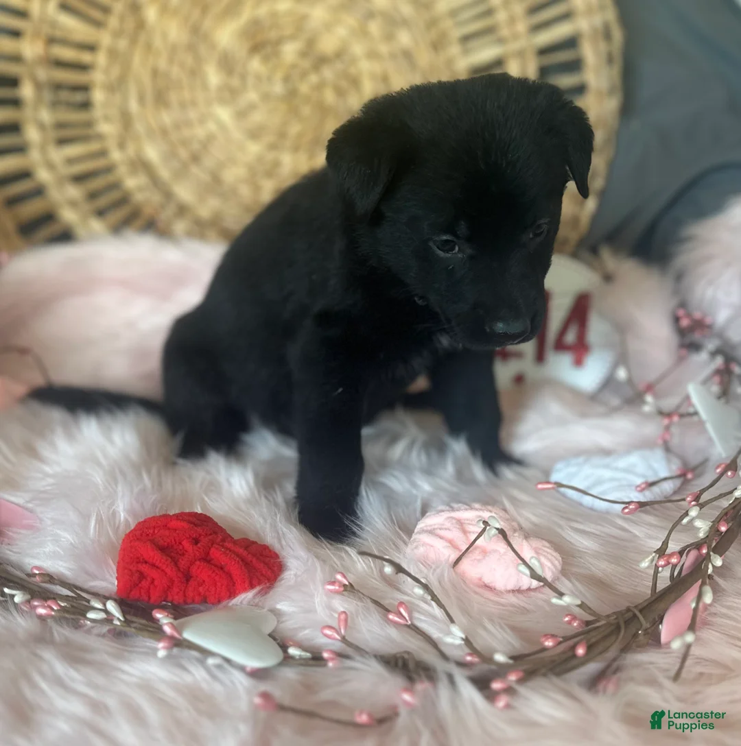 German Shepherd dogs for sale: Poppy  - Ad 5