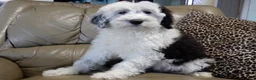Sheepadoodle dogs for sale: Kenny - Ad 6