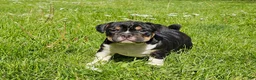 Mixed Breed dogs for sale: Big Chunk Black Tri Boy - Ad 2