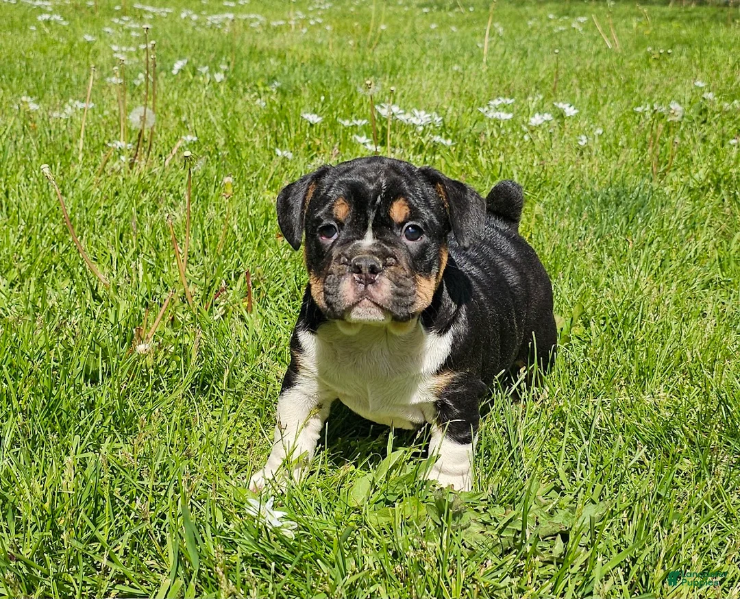 Mixed Breed dogs for sale: Big Chunk Black Tri Boy - Ad 2