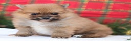 Pomeranian dogs for sale: Rumble - Ad 7