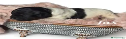 Mixed Breed dogs for sale: Jax - Ad 6