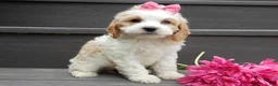 Cockapoo dogs for sale: Dolly - Ad 2