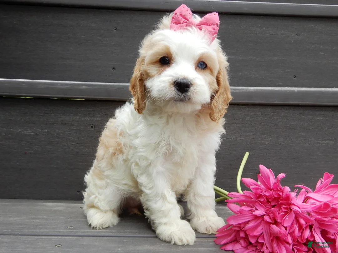 Cockapoo dogs for sale: Dolly - Ad 2