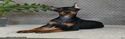 Doberman Pinscher dogs for sale: Birch - Ad 3