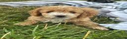 Cockapoo dogs for sale: Snuggles - Ad 4