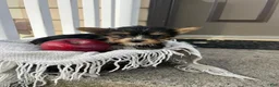 Yorkshire Terrier dogs for sale: Mark - Ad 2