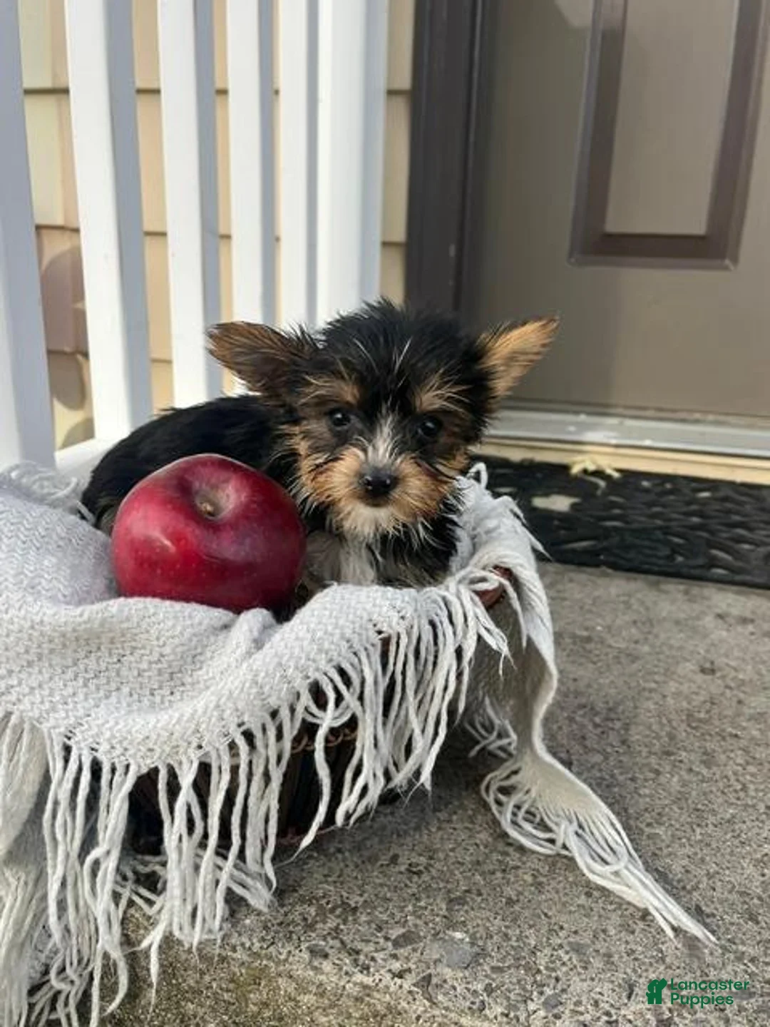 Yorkshire Terrier dogs for sale: Mark - Ad 2