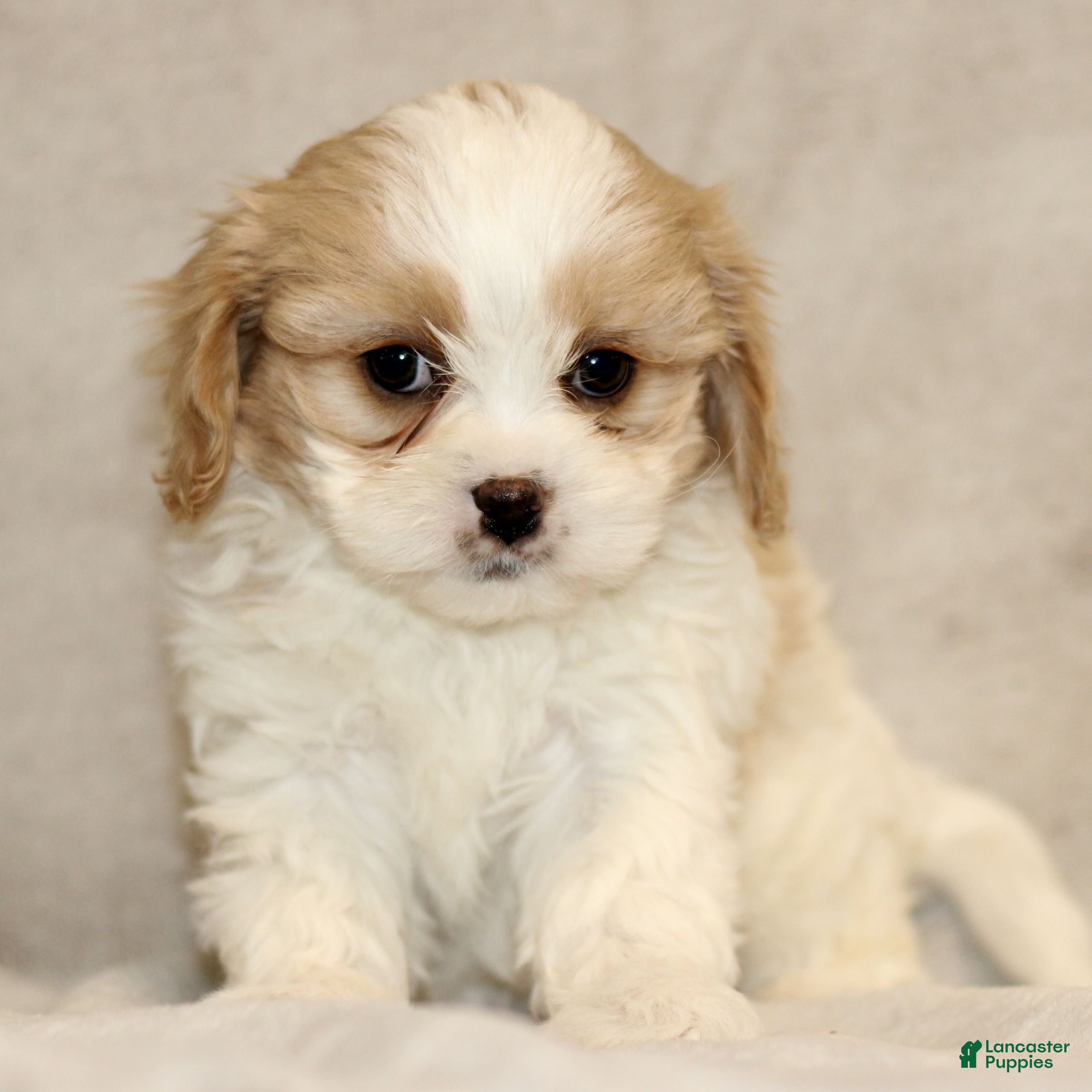 Cavachon dogs Ruby  - Ad 22