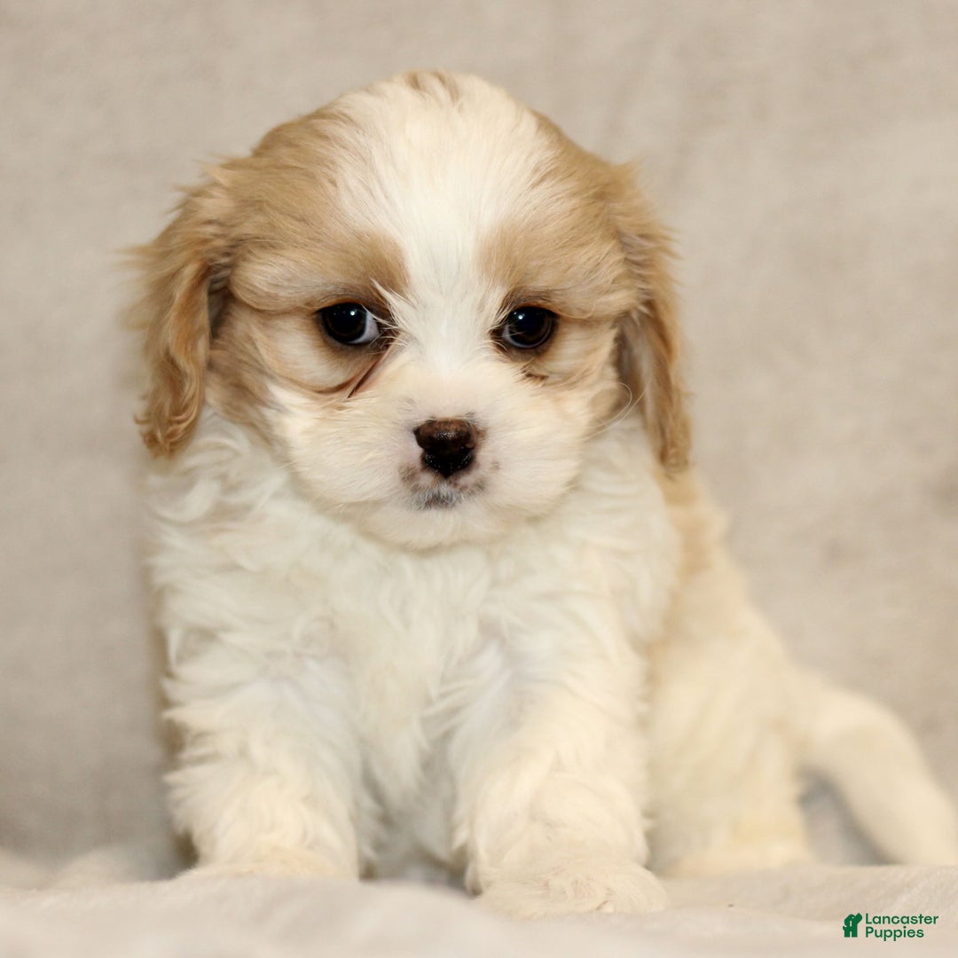 Cavachon dogs for sale: Ruby  - Ad 1
