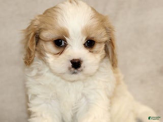 Cavachon dogs Ruby - Ad 22