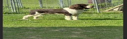 English Springer Spaniel dogs for sale: English Springer Spaniel 3 - Ad 4