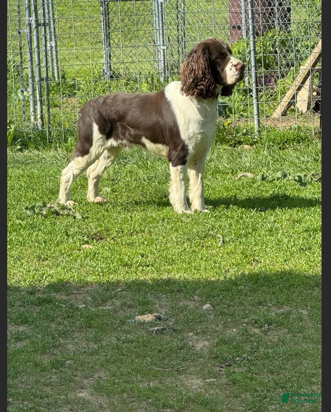 English Springer Spaniel dogs for sale: English Springer Spaniel 3 - Ad 4