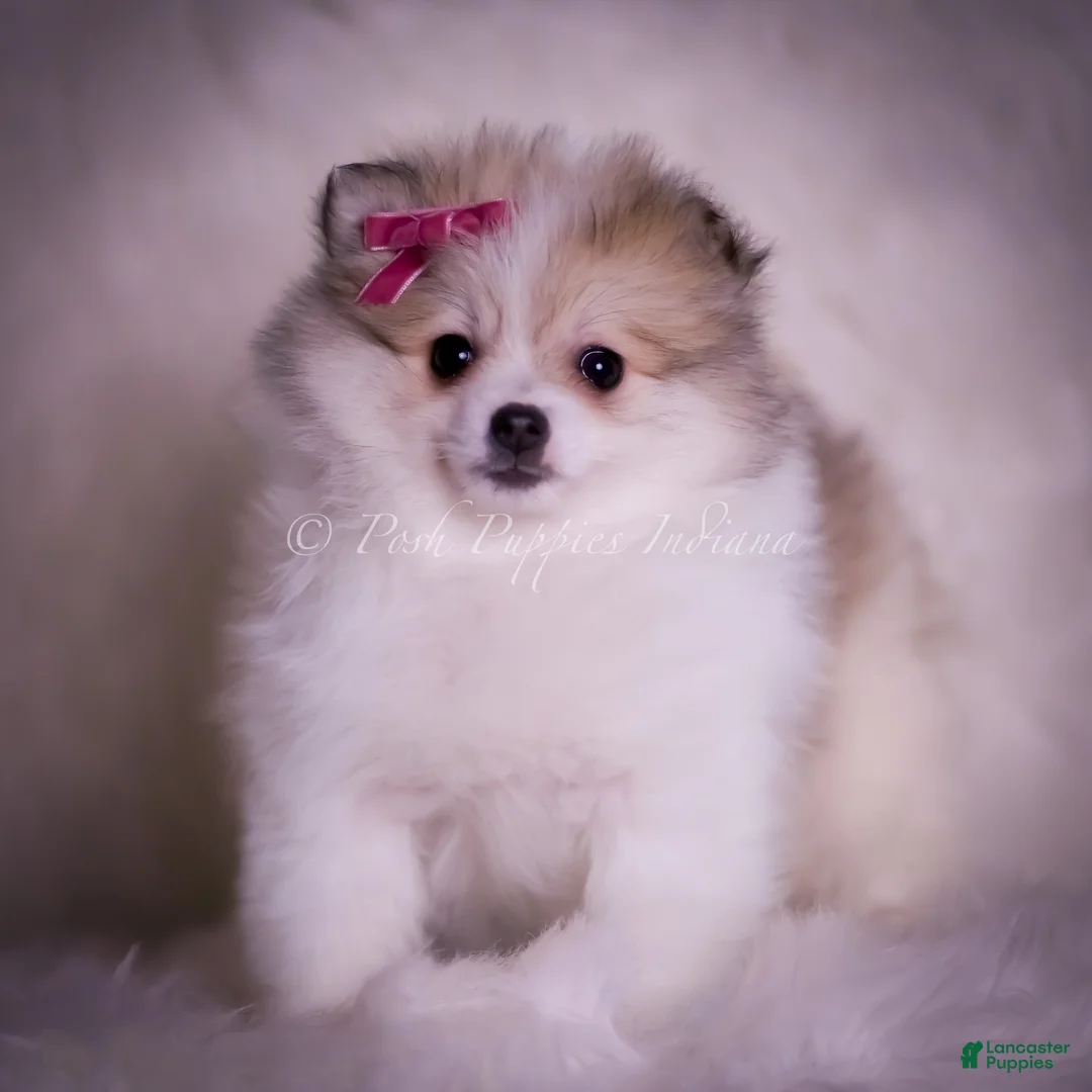 Pomeranian dogs for sale: Stacie - Ad 7