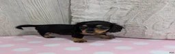 Miniature Dachshund dogs for sale: Midnight - Ad 5