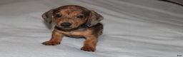 Miniature Dachshund dogs for sale: Frank Mini  - Ad 12